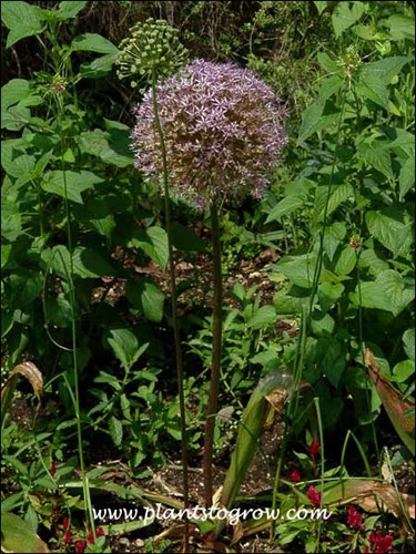A self seeded plant growing in a weedy spot in the back garden.
